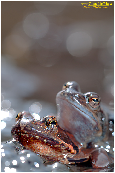  foto, rana temporaria, common frog, mating, eggs, deposizione, val d'aveto